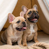 Understanding Bulldog Temperament: A Comprehensive Guide for Dog Lovers