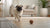 Understanding Cairn Terrier Personality Traits: A Comprehensive Guide