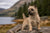 Understanding Cairn Terrier Personality Traits and Temperament