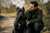 Understanding Cane Corso Personality Traits: The Loyal Guardians