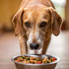 Why Do Dogs Grab Their Food and Eat Somewhere Else?