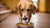 Understanding Canine Behavior: Why Do Dogs Grab Their Food and Eat Somewhere Else?