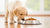 Understanding Canine Food Allergies: What is the Most Common Food Allergy for Dogs?-141042581743