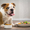Understanding Cardigan Welsh Corgi Health Problems: What Every Pet Owner Should Know