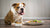 Understanding Cardigan Welsh Corgi Health Problems: What Every Pet Owner Should Know
