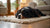 Understanding Cardigan Welsh Corgi Personality Traits: A Deep Dive into Their Unique Character