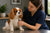 Understanding Cavalier King Charles Spaniel Health Problems