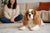 Understanding Cavalier King Charles Spaniel Personality Traits