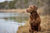 Understanding Chesapeake Bay Retriever Temperament