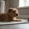 Understanding Chihuahua Health Problems: What Every Chihuahua Owner Should Know
