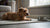 Understanding Chihuahua Health Problems: What Every Chihuahua Owner Should Know
