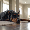 Understanding Chihuahua Temperament: The Little Dog with a Big Heart