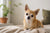 Understanding Chihuahua Temperament: The Little Dog with a Big Heart