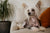 Understanding Chinese Crested Personality Traits