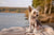 Understanding Chinese Crested Temperament
