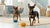 Understanding Chinese Crested Temperament: A Comprehensive Guide