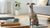 Understanding Chinook Health Problems: A Guide for Caring Dog Owners