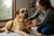 Understanding Chinook Health Problems: A Guide for Caring Dog Owners