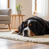 Understanding Chinook Personality Traits: A Comprehensive Guide