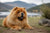 Understanding Chow Chow Personality Traits: What Makes This Breed Unique