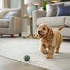 Understanding Chow Chow Temperament: What Every Dog Lover Should Know