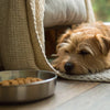 Understanding Clumber Spaniel Health Problems: What Every Owner Should Know