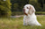 Understanding Clumber Spaniel Personality Traits