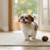 Understanding Clumber Spaniel Temperament: A Guide for Dog Lovers and Owners