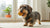 Understanding Cocker Spaniel Health Problems: A Guide for Caring Pet Parents