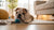 Understanding Cocker Spaniel Personality Traits: What Makes Them Special Companions
