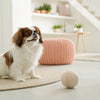 Understanding Cocker Spaniel Temperament: What Every Dog Lover Should Know