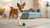 Understanding Collie Health Problems: What Every Owner Should Know