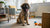 Understanding Collie Temperament: What Makes This Breed So Special?
