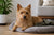 Understanding Common Australian Terrier Health Problems