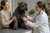 Understanding Common Bouvier des Flandres Health Problems