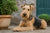 Understanding Common Lakeland Terrier Health Problems