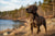 Understanding Common Plott Hound Personality Traits