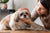 Understanding Common Shih Tzu Health Problems