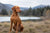 Understanding Common Vizsla Personality Traits