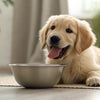 Understanding Coton de Tulear Health Problems: What Every Owner Should Know