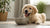 Understanding Coton de Tulear Health Problems: What Every Owner Should Know