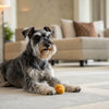 Understanding Coton de Tulear Personality Traits: What Makes This Breed So Endearing?