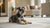 Understanding Coton de Tulear Personality Traits: What Makes This Breed So Endearing?