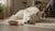 Understanding Crude Protein in Dog Food: What Does It Mean for Your Pup?-141416497391