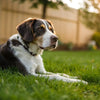 Understanding Cushing’s Disease in Dogs: Do Dogs Lose Weight with Cushing's Disease?
