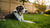 Understanding Cushing’s Disease in Dogs: Do Dogs Lose Weight with Cushing's Disease?