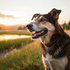 Understanding Cushing's Disease in Dogs: Does Cushing's Cause Weight Loss?