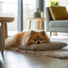 Understanding Dachshund Temperament: Insights for Every Dog Lover