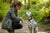Understanding Dalmatian Temperament for Modern Owners