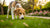 Understanding Displacement Behaviors in Dogs: Signs, Causes, and Solutions